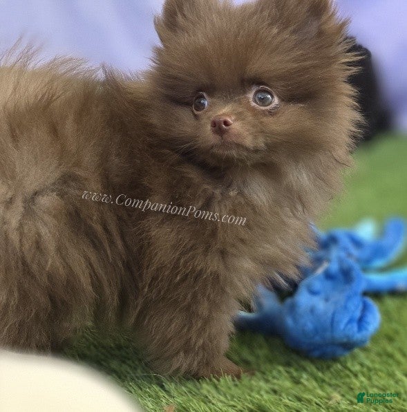 Pomeranian dogs CJ - Chocolate Pomeranian Puppy! Spring Sale!! - Ad 1