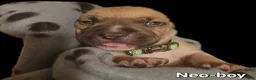 American Bully dogs for sale: Neo - Ad 6