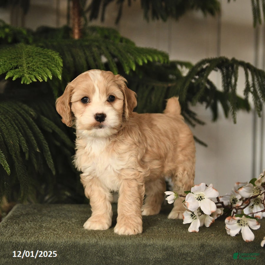 Cockapoo dogs Curly - Ad 24