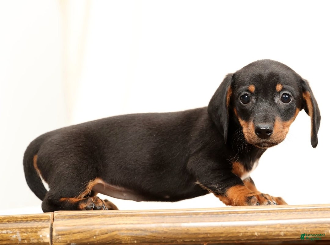 Miniature Dachshund dogs for sale: Winnie - Ad 5