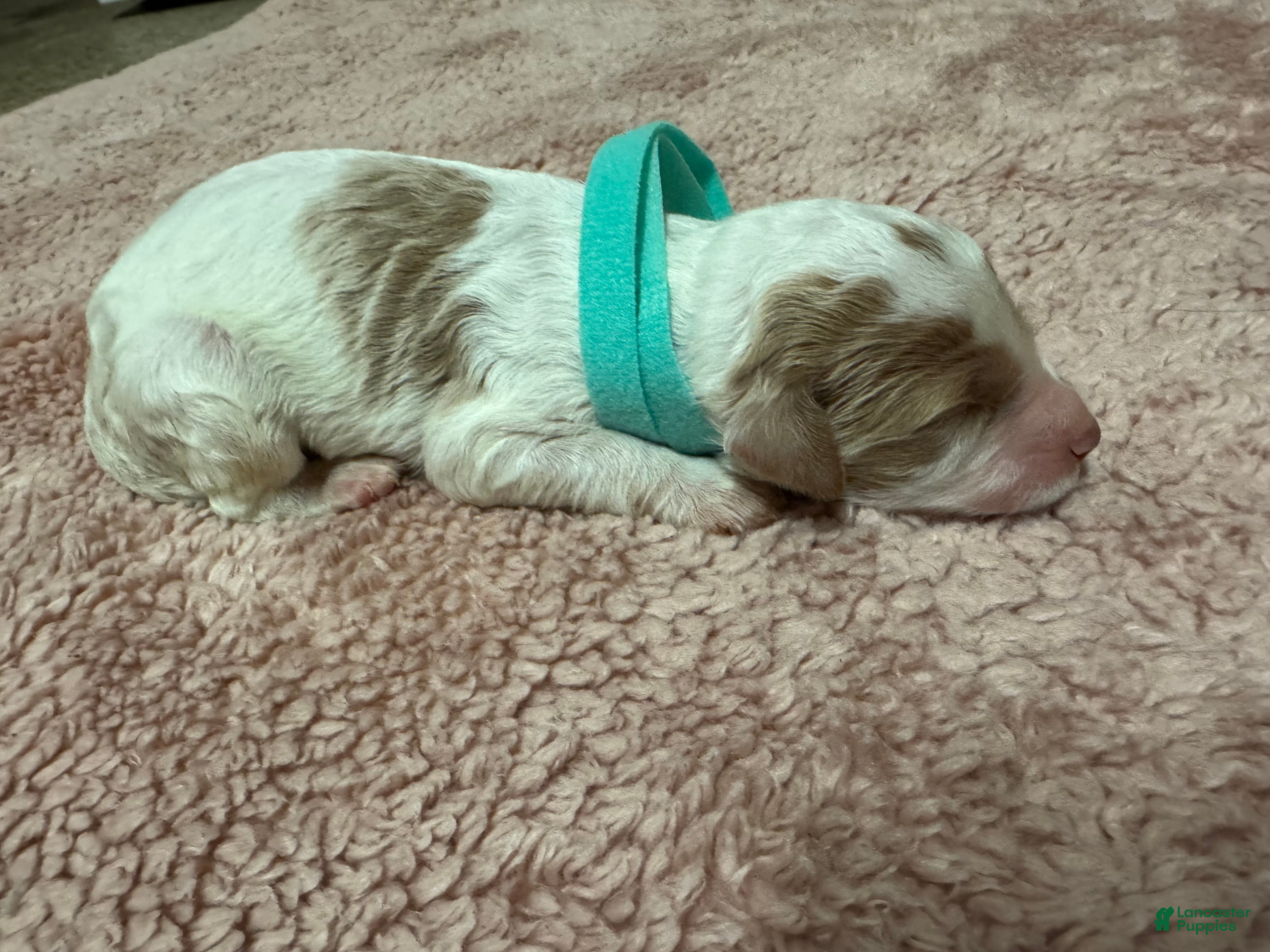 Goldendoodle dogs Goldendoodle 6 - Ad 23