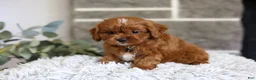 Cavapoo dogs for sale: Elliot - Ad 3