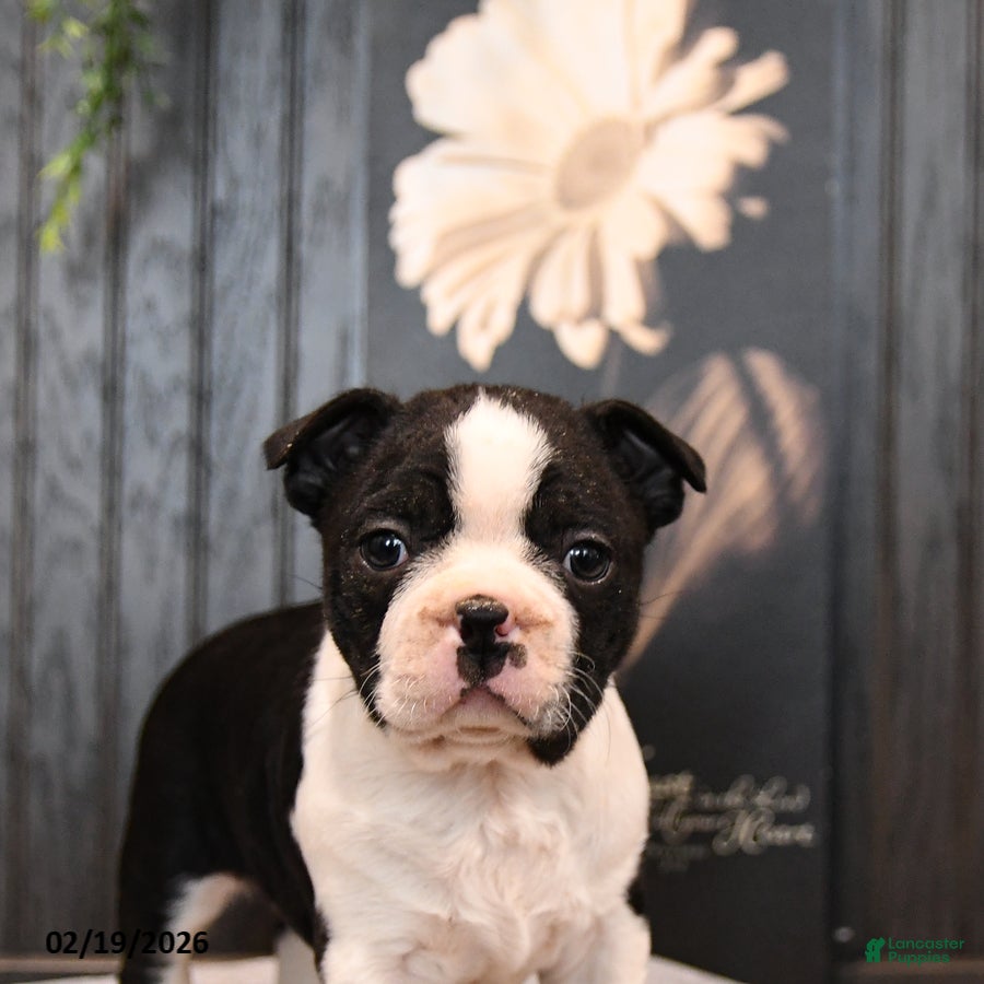 Boston Terrier dogs Pogo - Ad 2