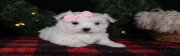Maltese dogs for sale: ANGIE - Ad 19