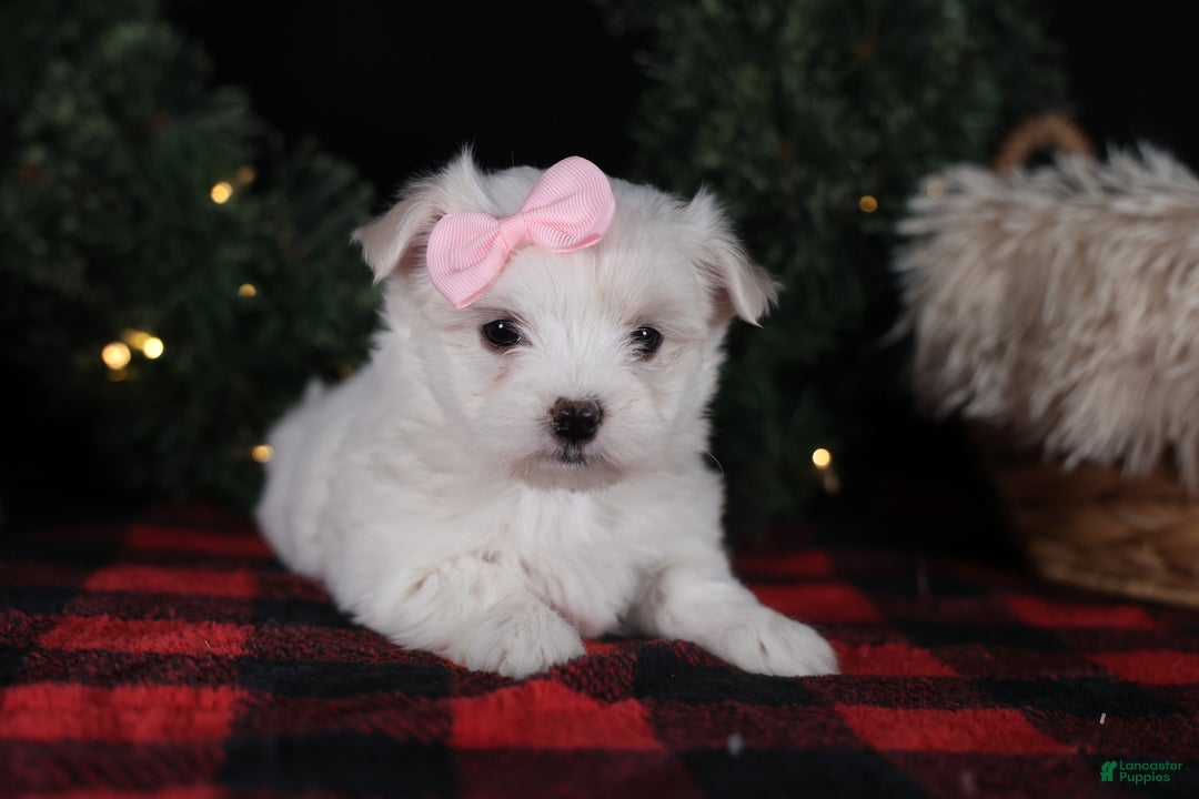 Maltese dogs for sale: ANGIE - Ad 19