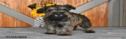 Miniature Schnauzer dogs for sale: Mindy - Ad 4