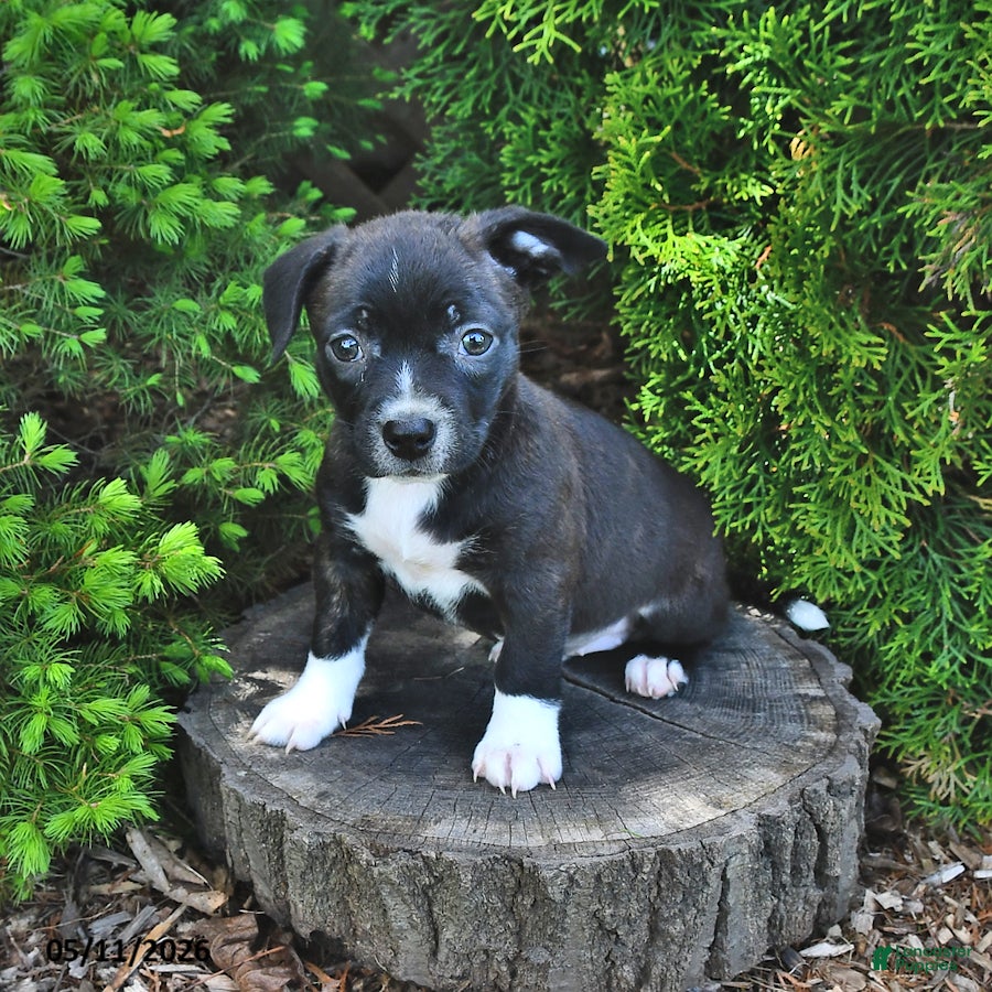 Mixed Breed dogs for sale: Jasmine - Ad 4