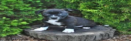Mixed Breed dogs for sale: Jasmine - Ad 1