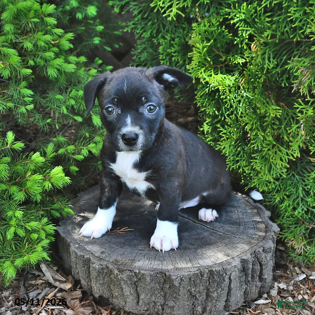 Mixed Breed dogs for sale: Jasmine - Ad 1
