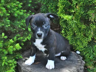 Mixed Breed dogs for sale: Jasmine - Ad 4