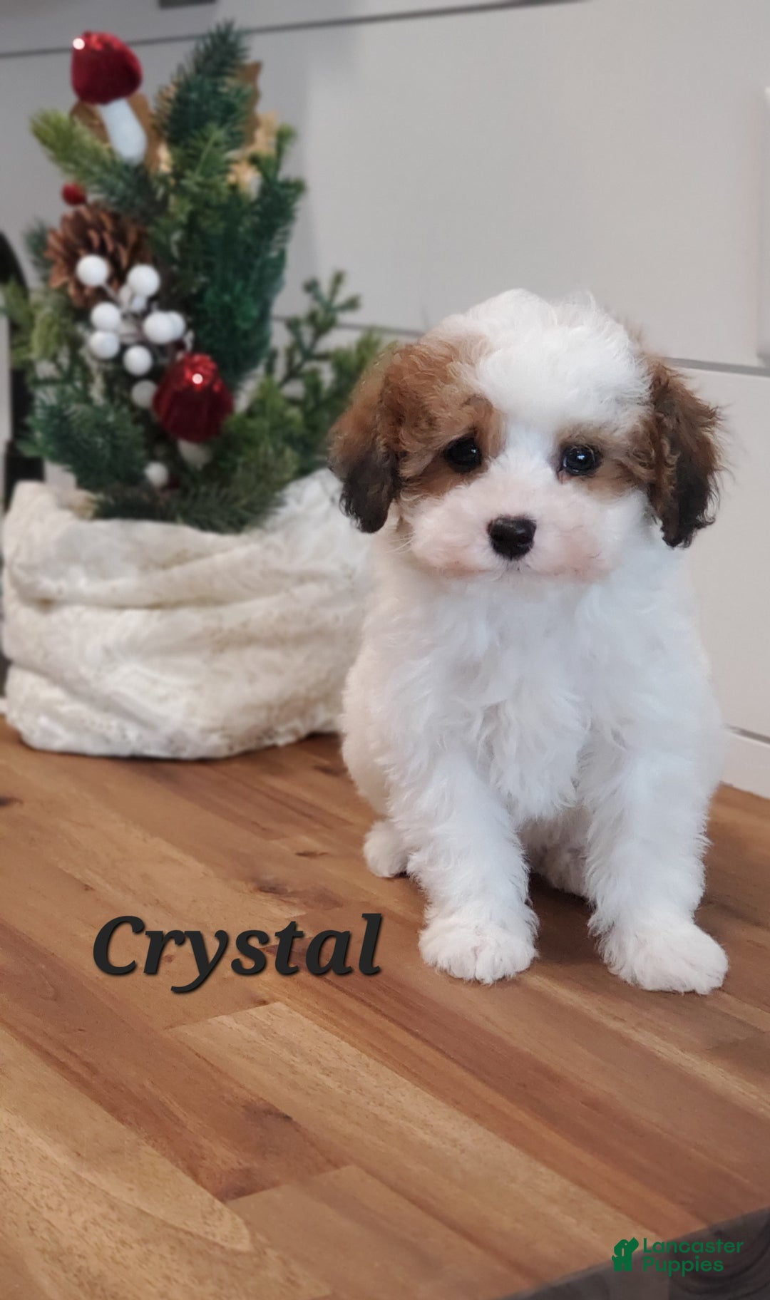 Cavapoo dogs for sale: Crystal  - Ad 5
