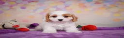Cavapoo dogs for sale: Penny - Ad 3