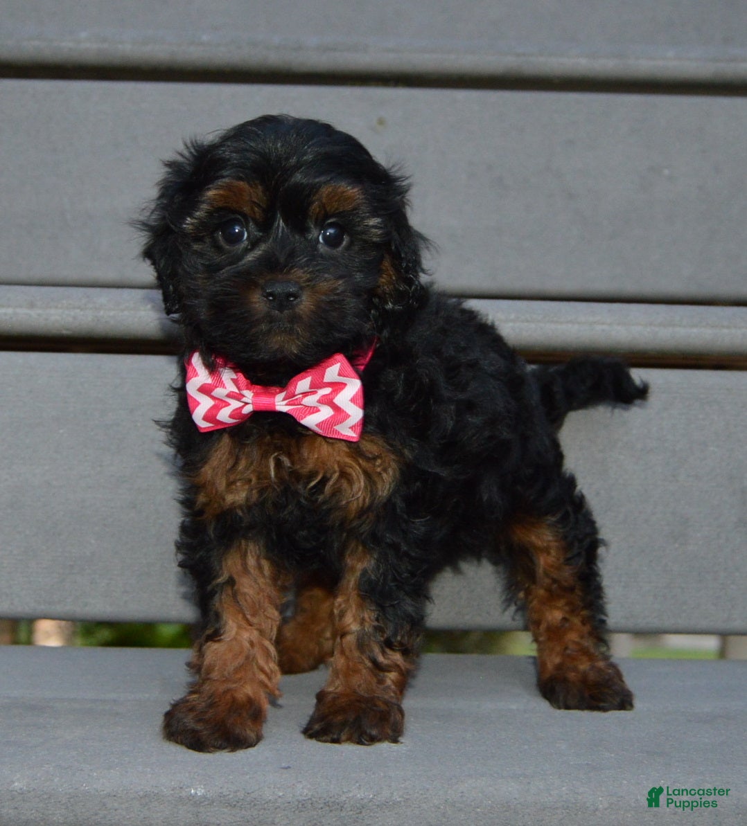 Shihpoo dogs Sunny - Ad 2