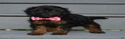 Shihpoo dogs for sale: Sunny - Ad 2