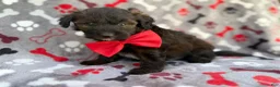 Aussiedoodle dogs for sale: Duce - Ad 4