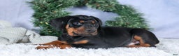 Doberman Pinscher dogs for sale: TITUS - Ad 10