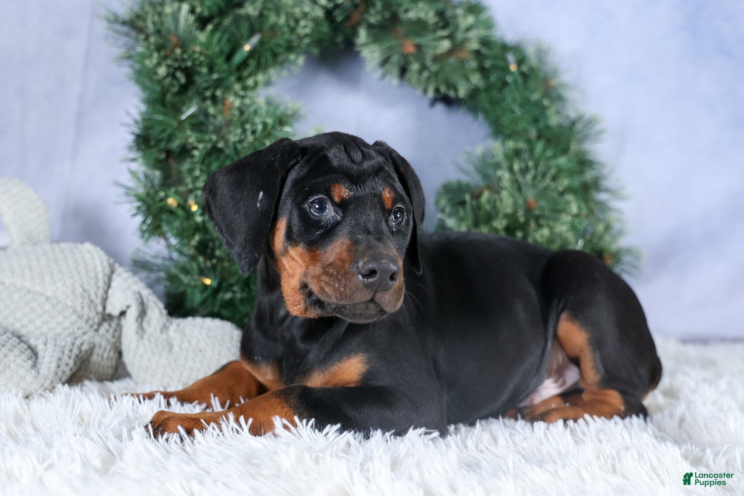 Doberman Pinscher dogs for sale: TITUS - Ad 10