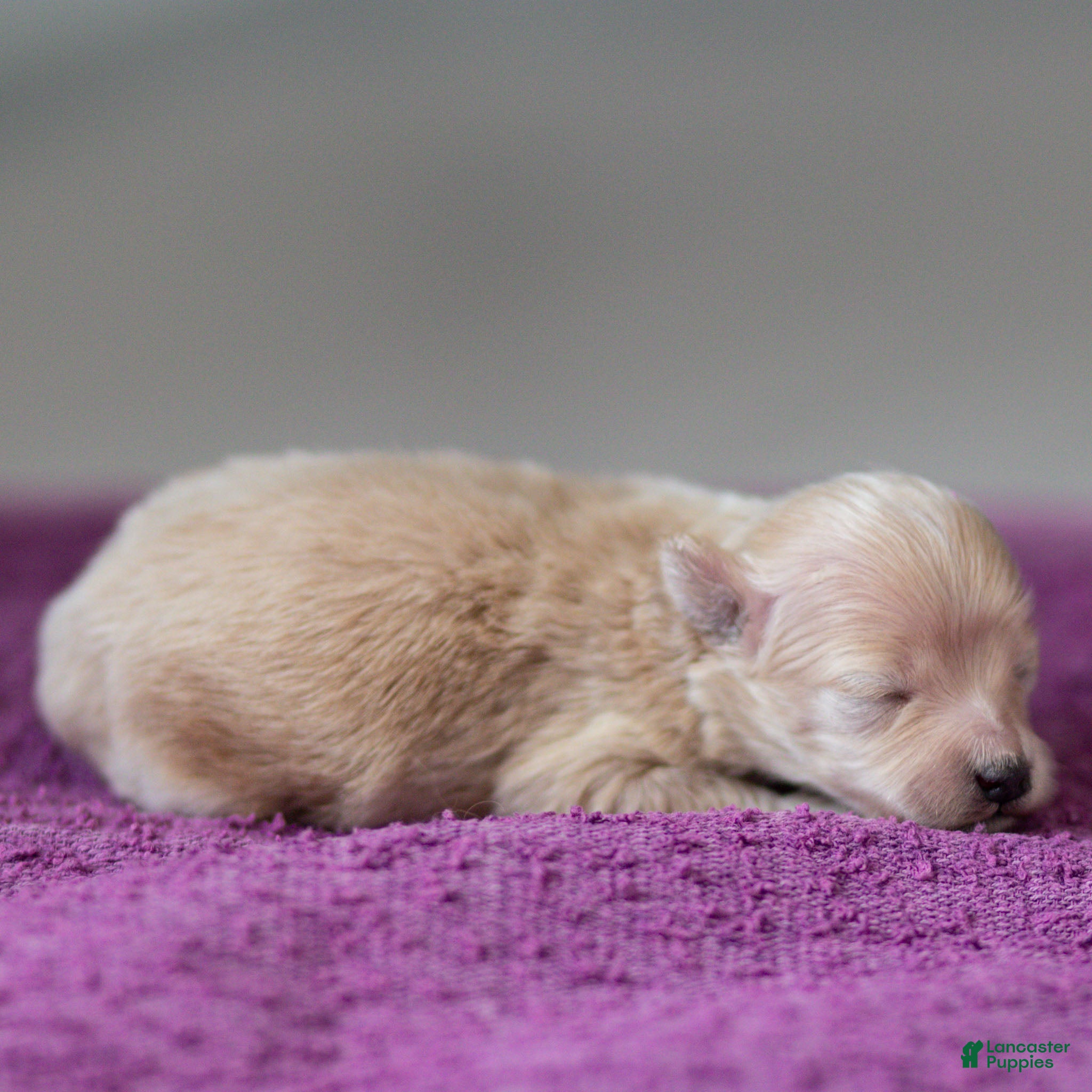 Maltipoo dogs Nacho Maltipoo Puppy  - Ad 2