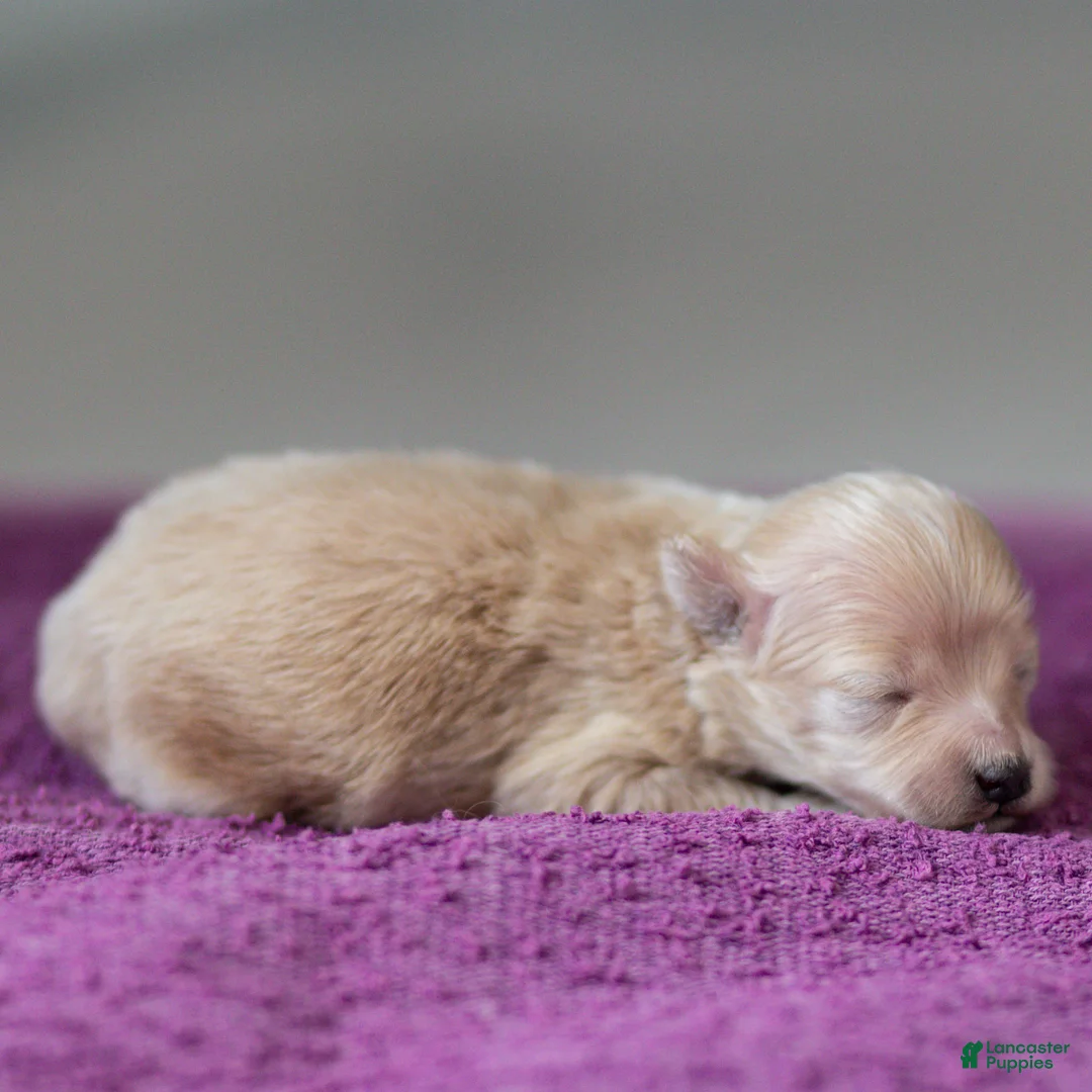 Maltipoo dogs for sale: Nacho Maltipoo Puppy  - Ad 2