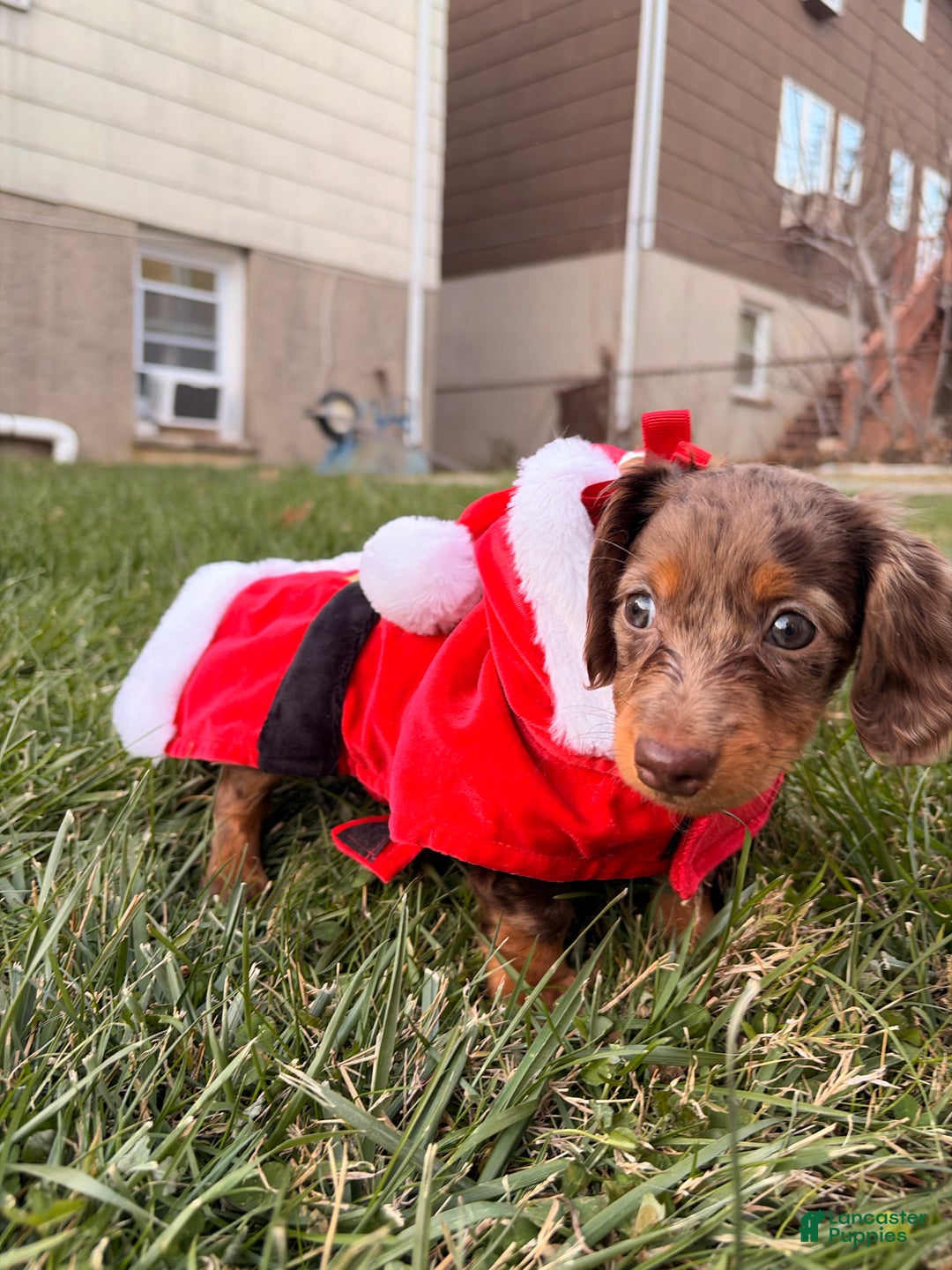Miniature Dachshund dogs for sale: Cocoa - Ad 9