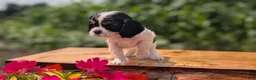 Cavalier King Charles Spaniel dogs for sale: Izzy - Ad 3