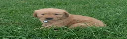 Golden Retriever dogs for sale: Cooper - Ad 6