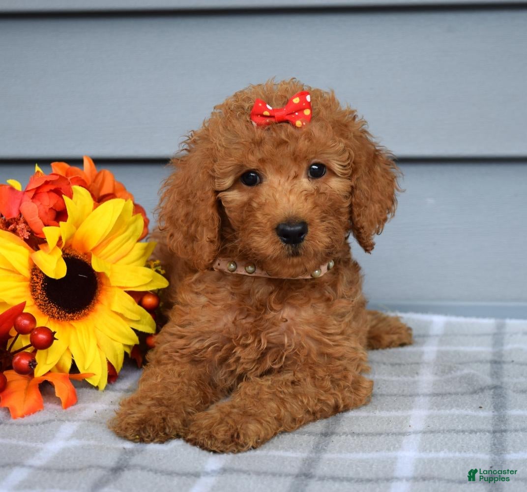 Goldendoodle dogs Oaklyn - Ad 1