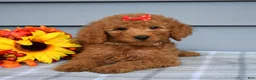 Goldendoodle dogs for sale: Oaklyn - Ad 1