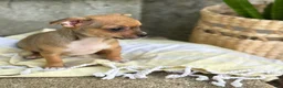 Chihuahua dogs for sale: Ristle - Ad 3