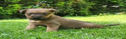 Irish Terrier dogs for sale: Daisy - Ad 6
