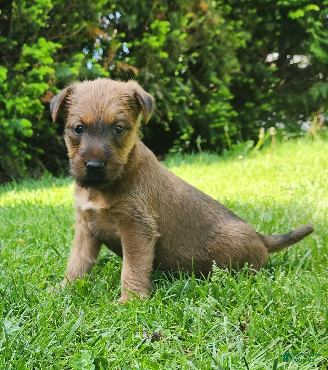 Irish Terrier dogs for sale: Daisy - Ad 6