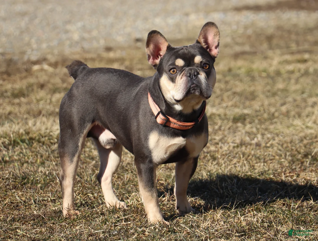 French Bulldog dogs for sale: Layla  - Ad 12