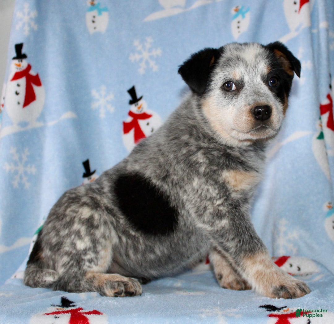 Australian Cattle Dog dogs for sale: Reba - Ad 3