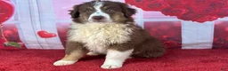 Miniature Australian Shepherd dogs for sale: Daniel - Ad 3