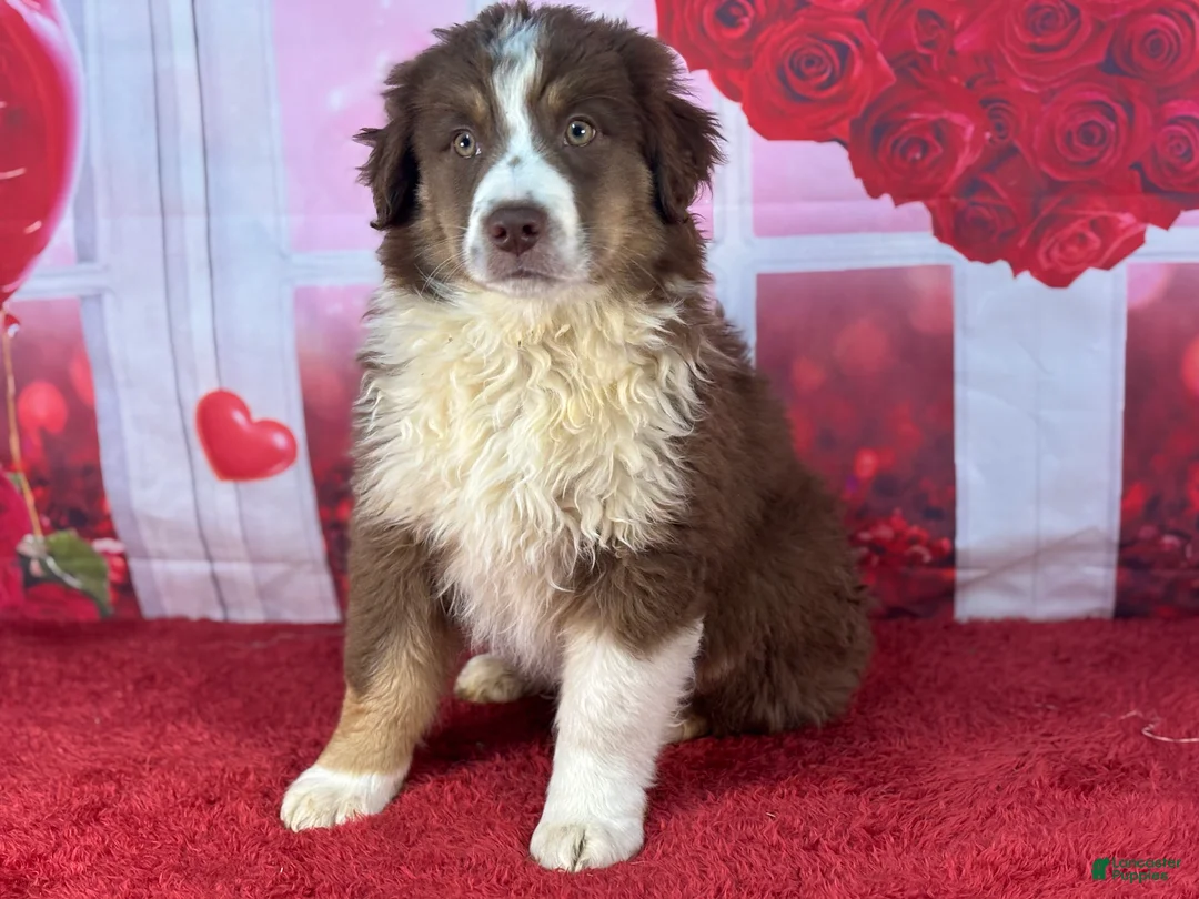 Miniature Australian Shepherd dogs for sale: Daniel - Ad 3