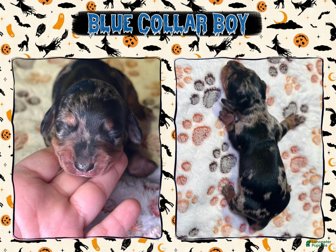 Miniature Dachshund dogs for sale: Blue Collar - Ad 4