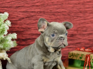 French Bulldog dogs Rocky - Ad 38