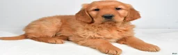 Golden Retriever dogs for sale: Asher - Ad 8
