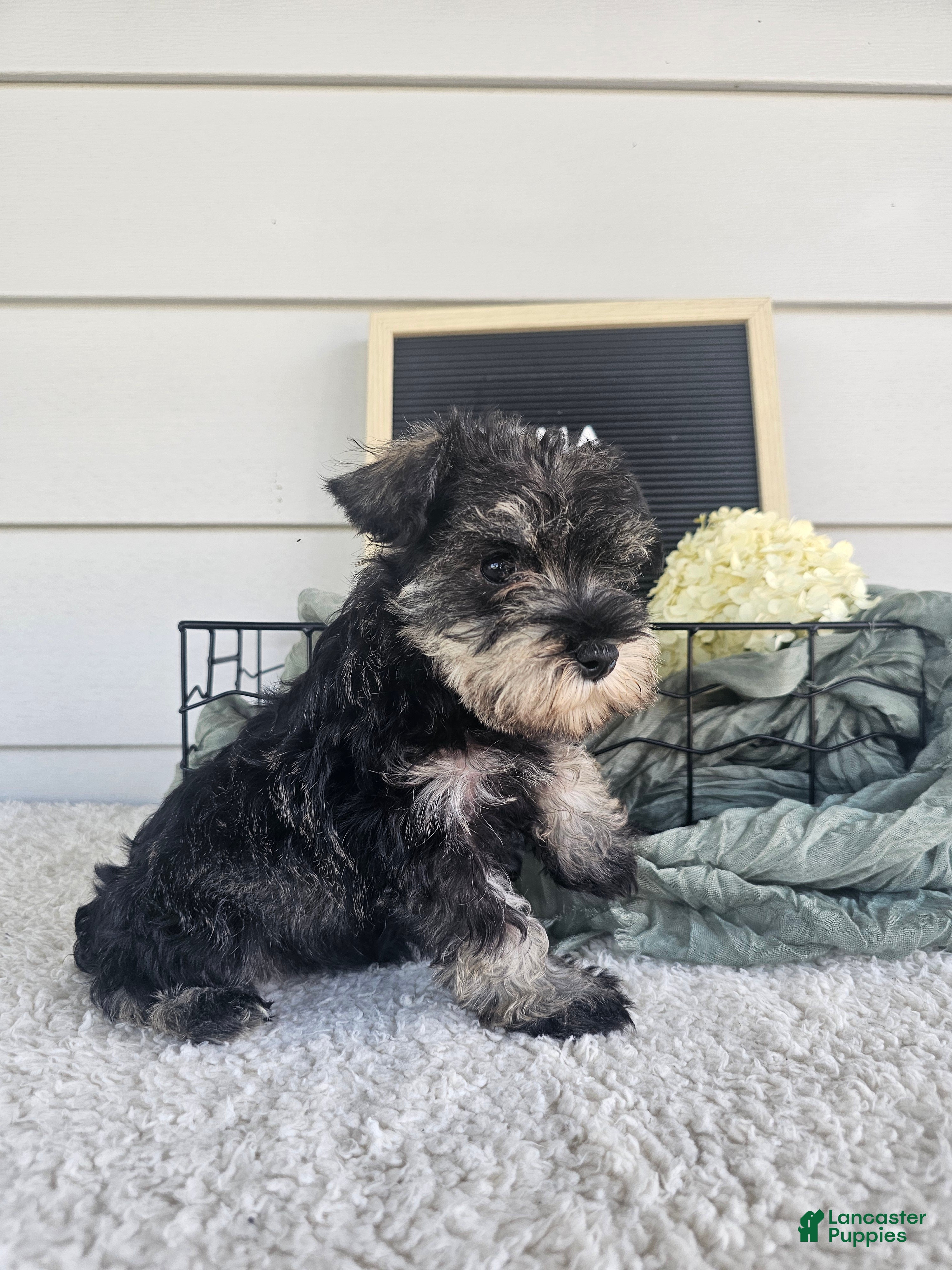 Miniature Schnauzer dogs Dena - Ad 1