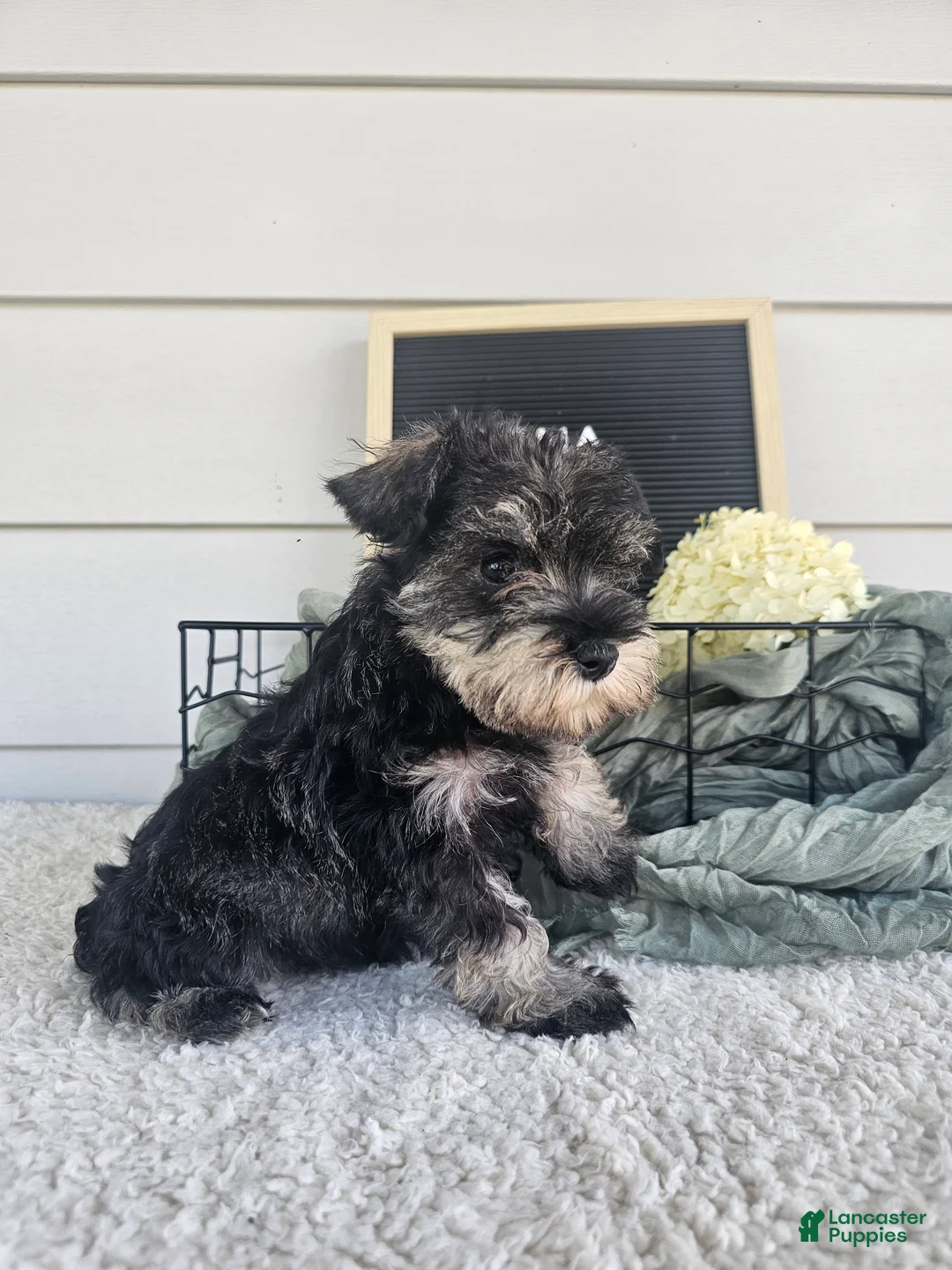 Miniature Schnauzer dogs for sale: Dena - Ad 1