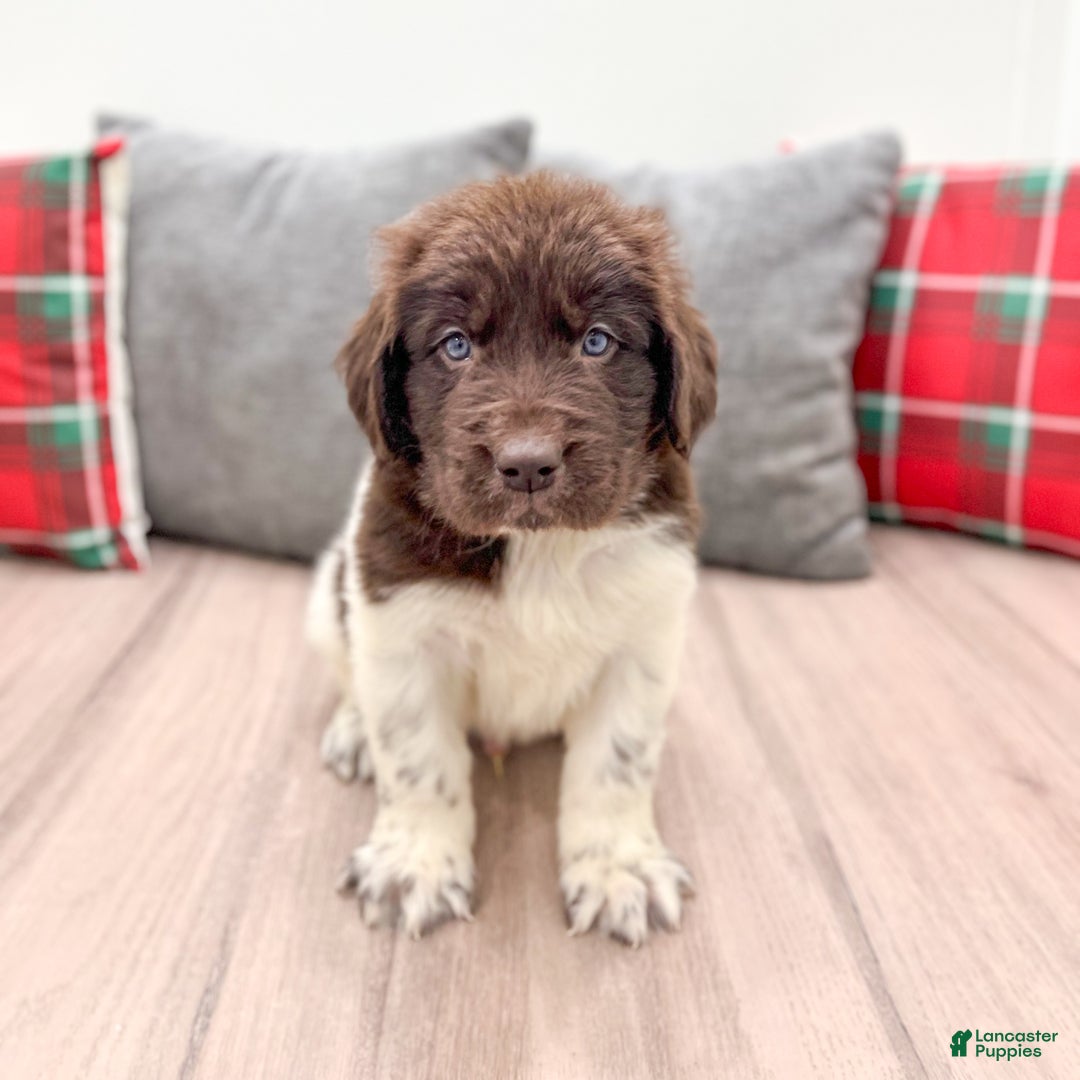 Newfoundland dogs for sale: Ashton - Ad 2