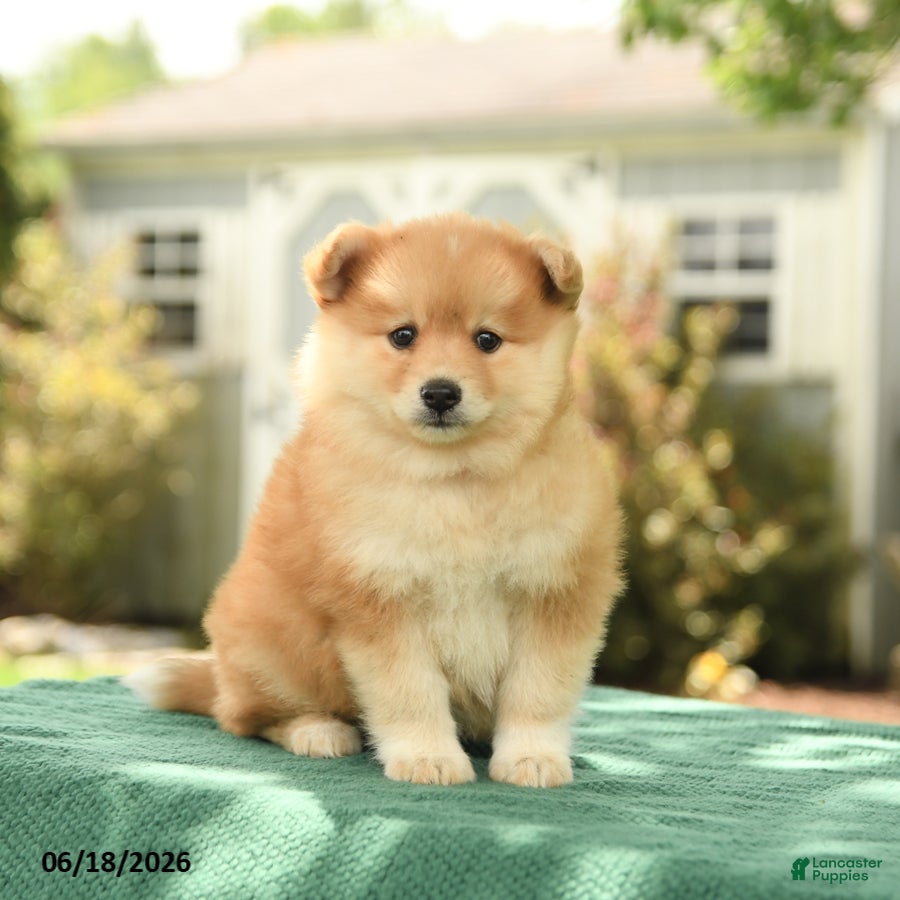 Pomsky dogs Kyra - Ad 1