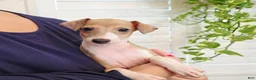 Italian Greyhound dogs for sale: Shiloh - Ad 5