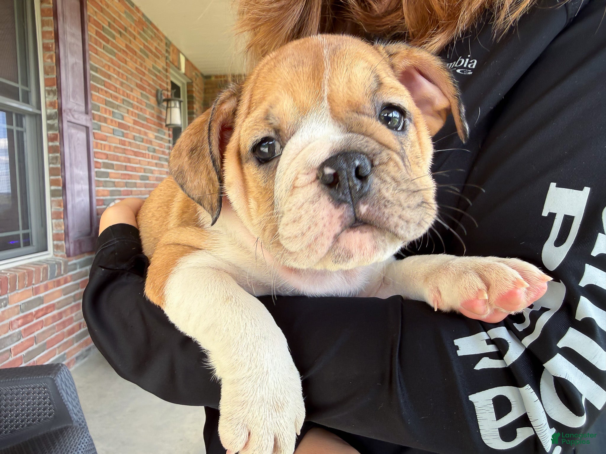 English Bulldog dogs Precious - Ad 1