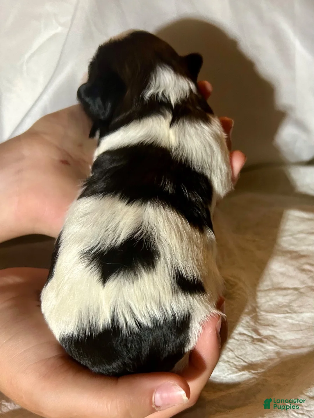 Shih Tzu dogs for sale: Shih Tzu 3 - Ad 2