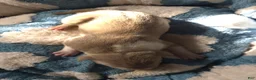 American Bully dogs for sale: "BRAD PITT" UKC REGISTERD - Ad 7