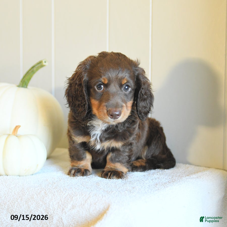 Miniature Dachshund dogs Casey - Ad 2
