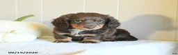 Miniature Dachshund dogs for sale: Casey - Ad 2