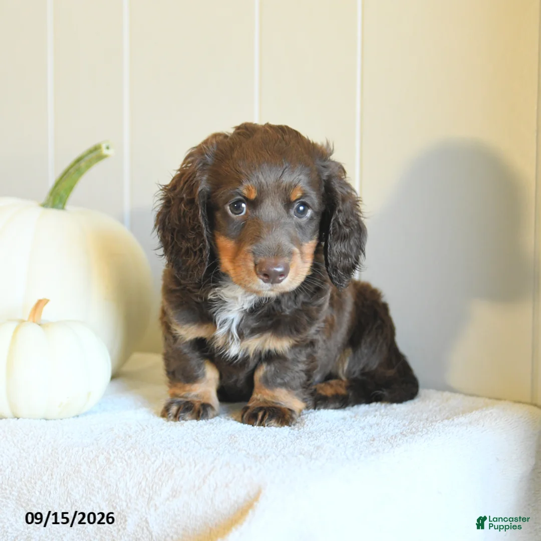 Miniature Dachshund dogs for sale: Casey - Ad 2