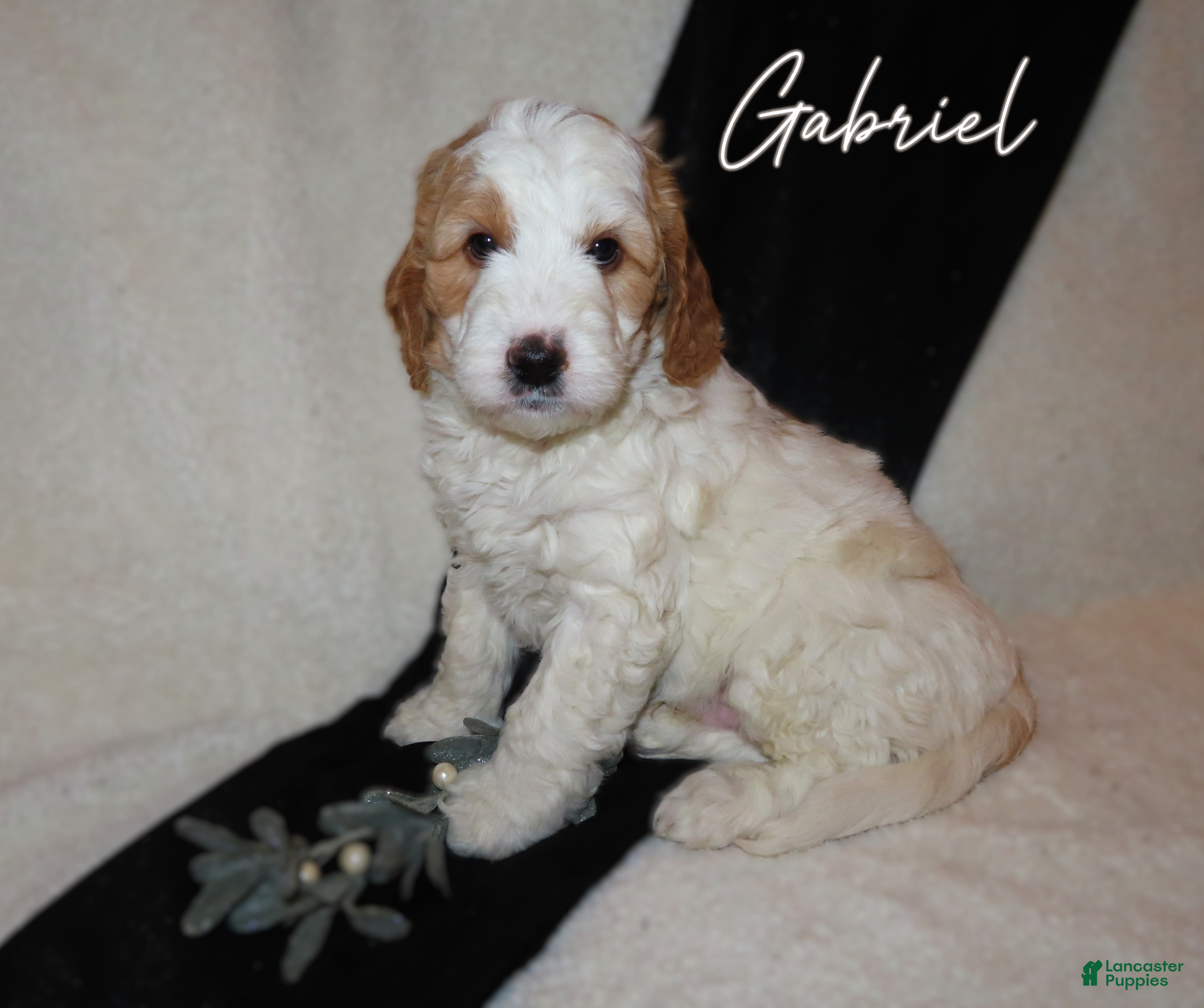 Mini Goldendoodle dogs Gabriel - Ad 2